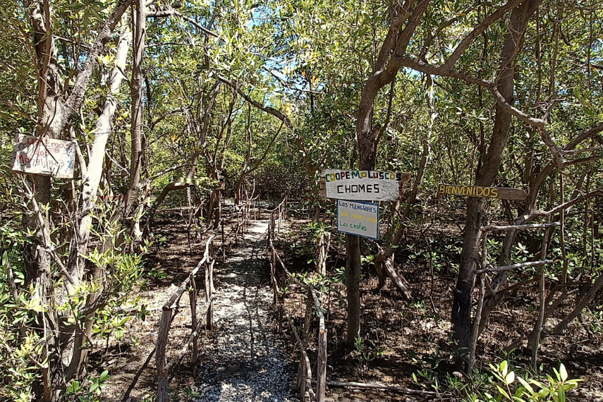 Mangroves in Chomes, Costa Rica