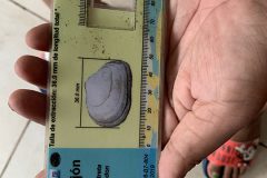 Tiny scale developed by a project by University of Costa Rica were distributed to households which enables the community to identify the molluscs that they harvest